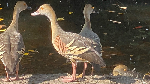 Plumed Whistling-Duck