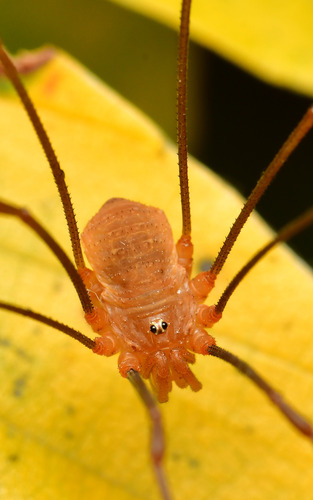 Opilio ruzickai