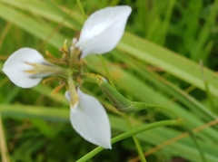 Moraea brevistyla