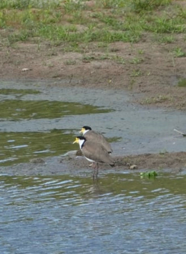 Masked Lapwing