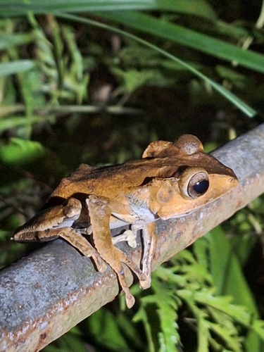 Polypedates otilophus, 2026-10-13