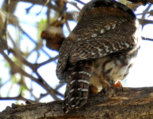 iNaturalist image