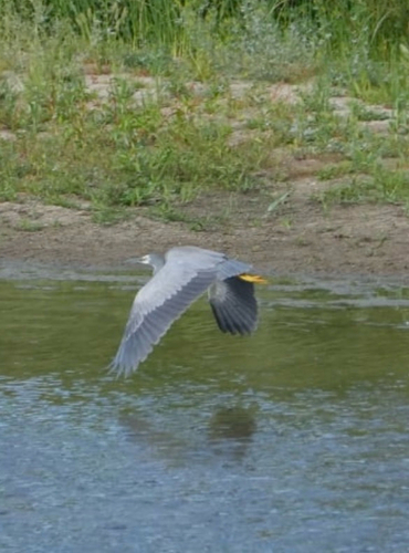 White-faced Heron