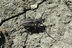 Dorcadion holosericeum