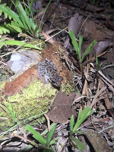 Pulchrana glandulosa observed 2026-10-13