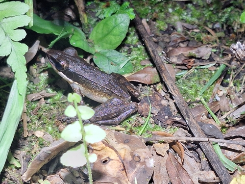Bijurana nicobariensis observed 2026-10-13