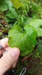 Veronica regina-nivalis