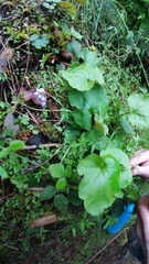 Veronica regina-nivalis