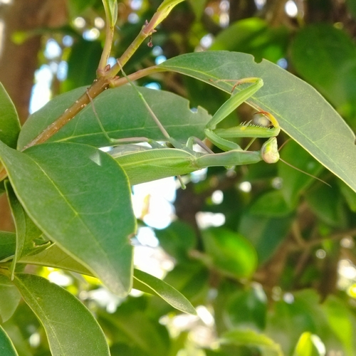 European Mantis