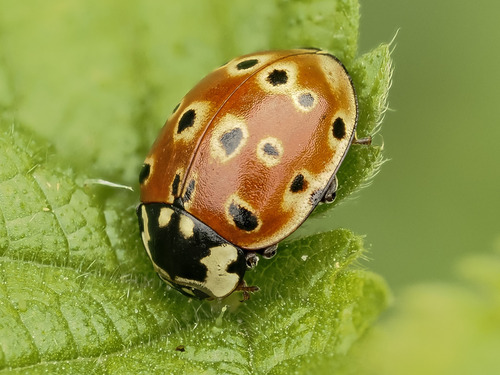 Eyed Ladybird Beetle