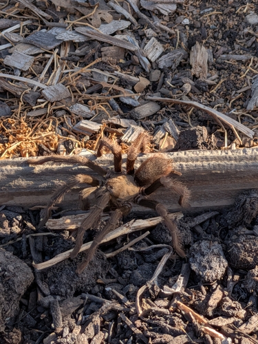 Desert Tarantula