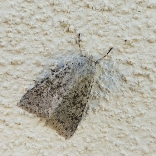 Aporophyla canescens