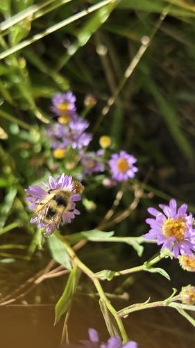 iNaturalist observation photo of Bumble Bees