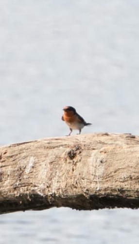 Welcome Swallow