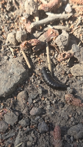 iNaturalist observation photo of Beetles