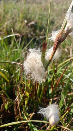 Eriophorum angustifolium observed 2026-10-06