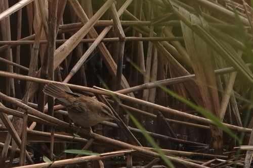 Sedge Warbler