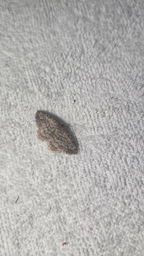 iNaturalist observation photo of Butterflies and Moths