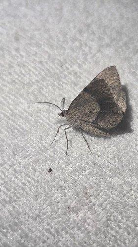 iNaturalist observation photo of Butterflies and Moths