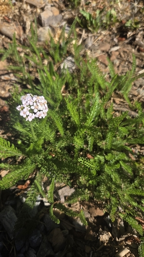 iNaturalist observation photo of common yarrow