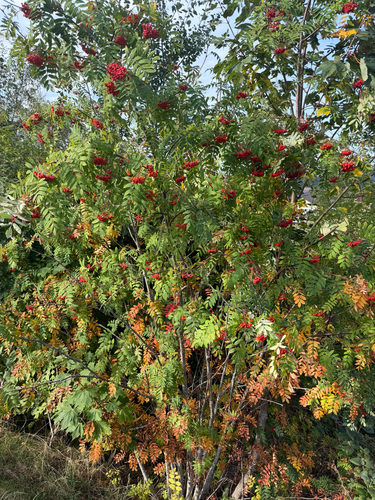 European mountain ash