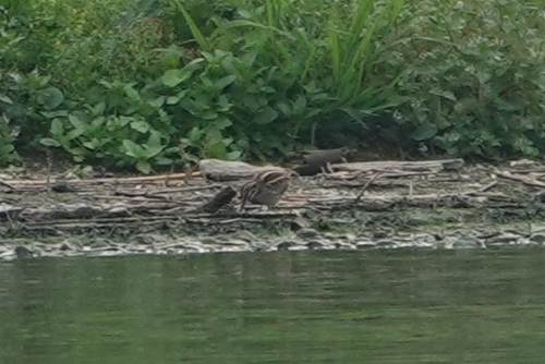Jack Snipe
