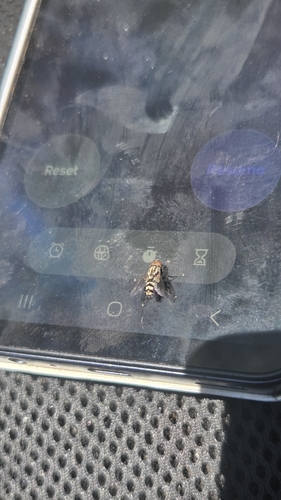 iNaturalist observation photo of Flies