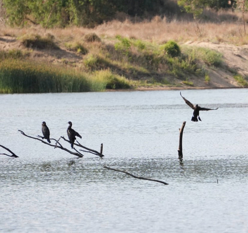 Little Black Cormorant