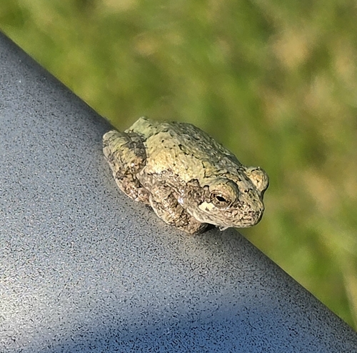 Gray Treefrog Species Complex
