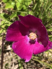 Callirhoe papaver