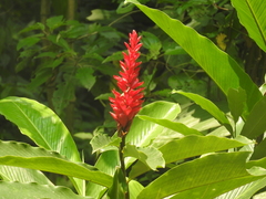Alpinia purpurata