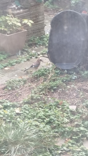 Eurasian Jay