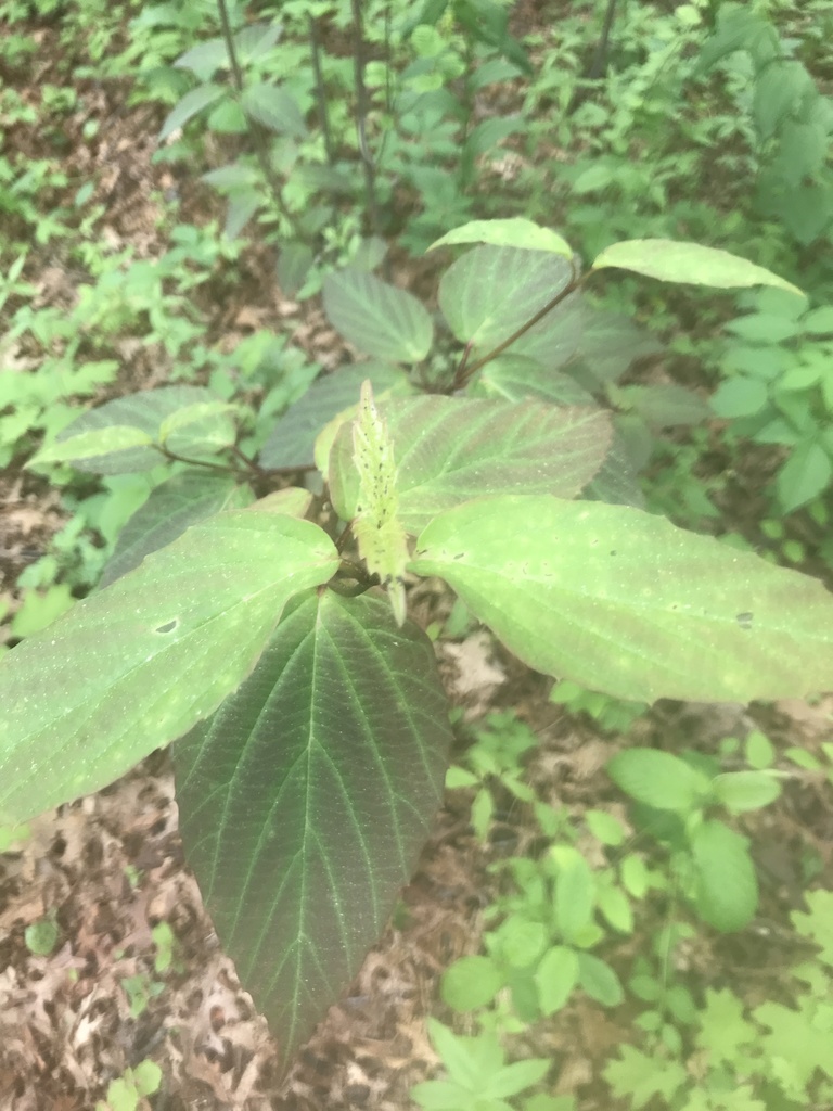 tea viburnum from Bethpage State Park Golf Courses, Old Bethpage, NY