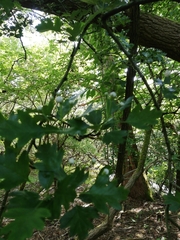 Crataegus