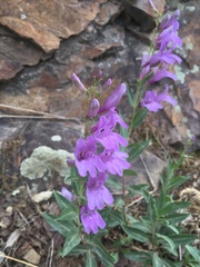 Penstemon platyphyllus