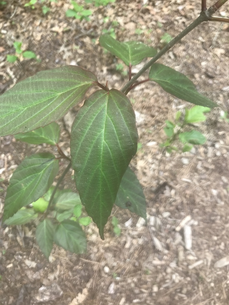 tea viburnum from Bethpage State Park Golf Courses, Old Bethpage, NY