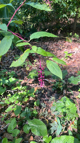American pokeweed