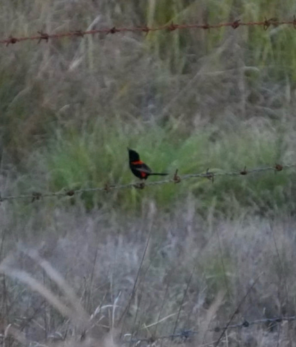 Red-backed Fairywren