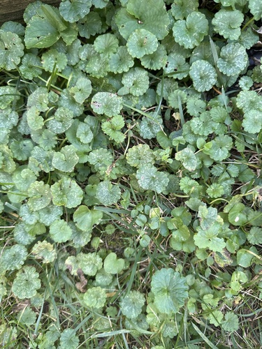 ground-ivy