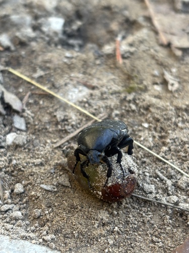 Speckled Rose Chafer