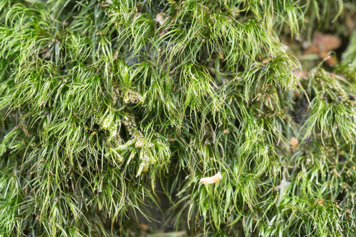 Paraleucobryum longifolium observed 2026-10-13