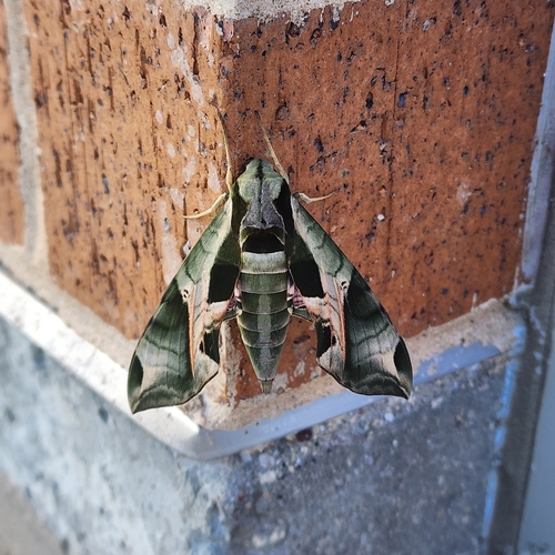 Pandorus Sphinx