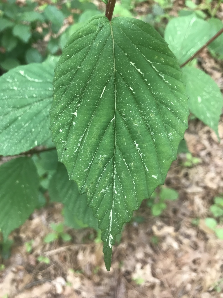 wright viburnum from Bethpage State Park Golf Courses, Old Bethpage, NY
