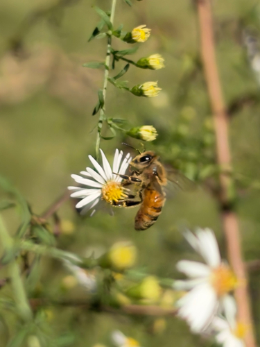 Western Honey Bee