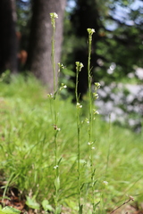 Arabis sagittata borealis