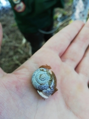 Arianta arbustorum