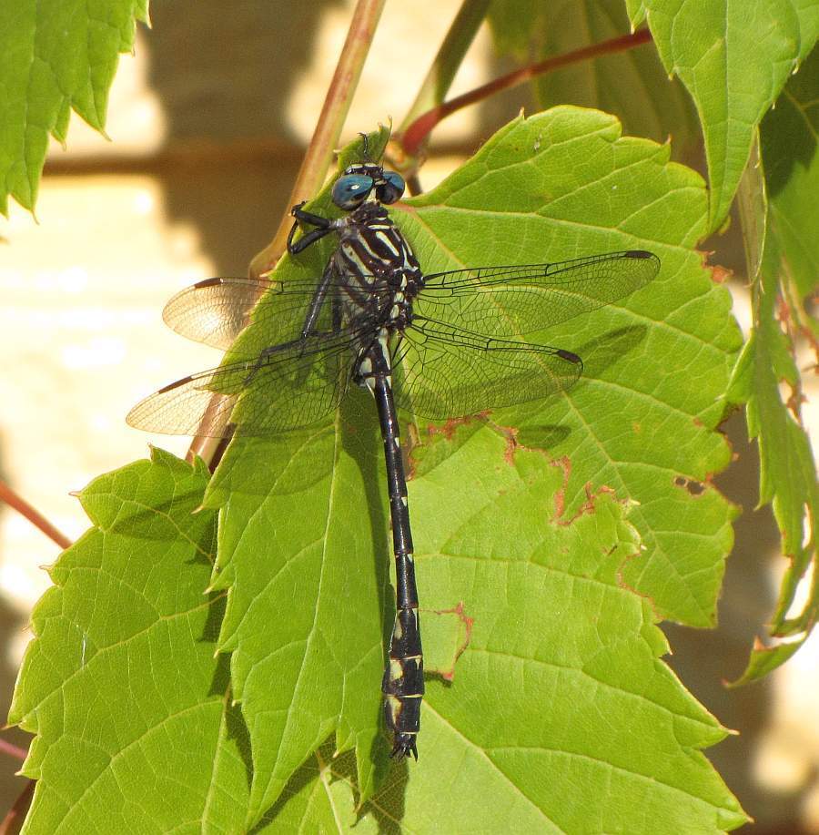 Elusive Clubtail