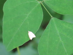 Coelostathma discopunctana