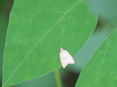 Coelostathma discopunctana