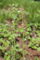 Arabis sagittata borealis
